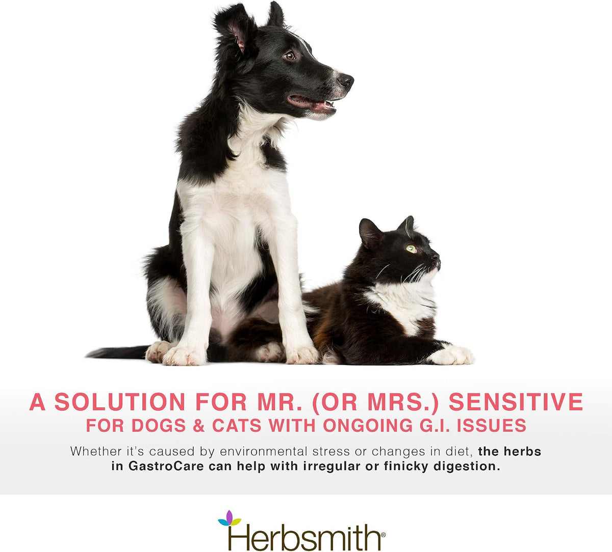 herbsmith gastrocare - for cats & dogs with shown in use
