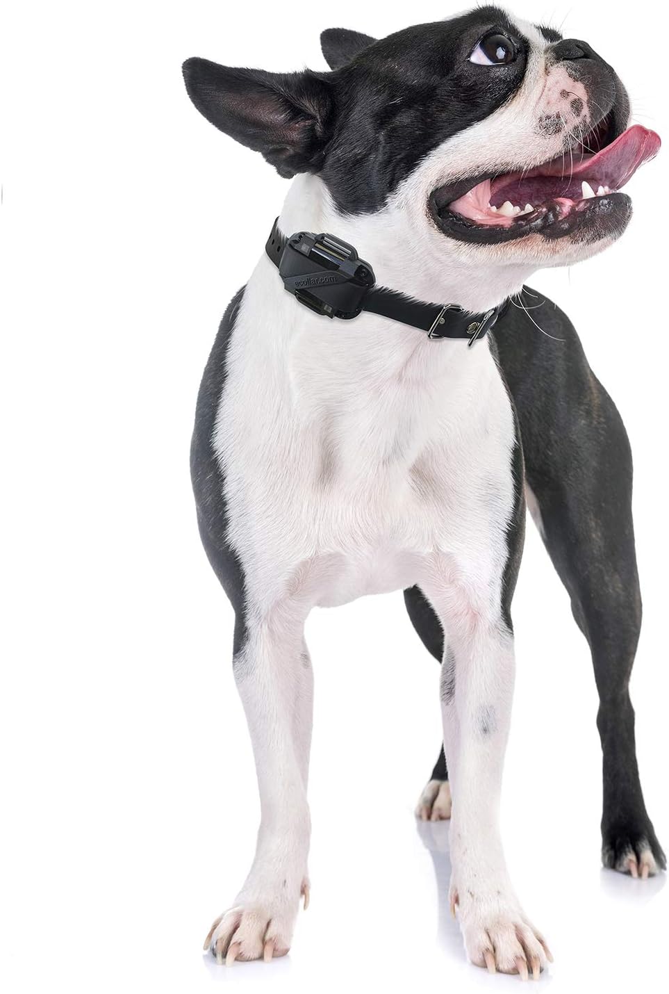 educator cpad-005 dog training collar receiver comfort pad, close-up detail