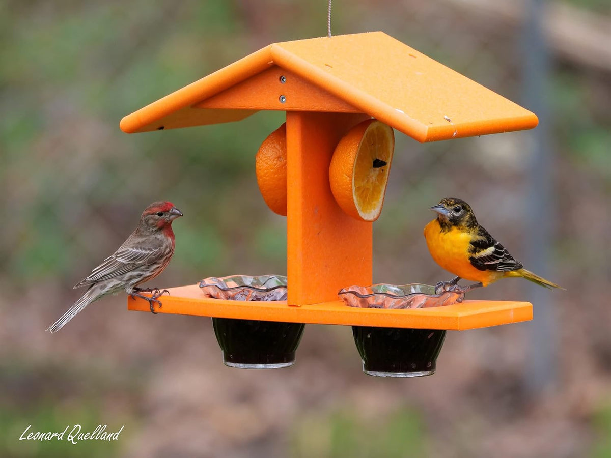 oriole bird feeder, double-cup jelly oriole feeder with shown in use