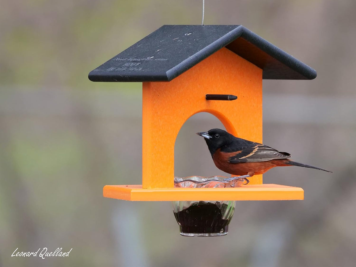 oriole bird feeder, for feeding grape jelly, black/orange, side view
