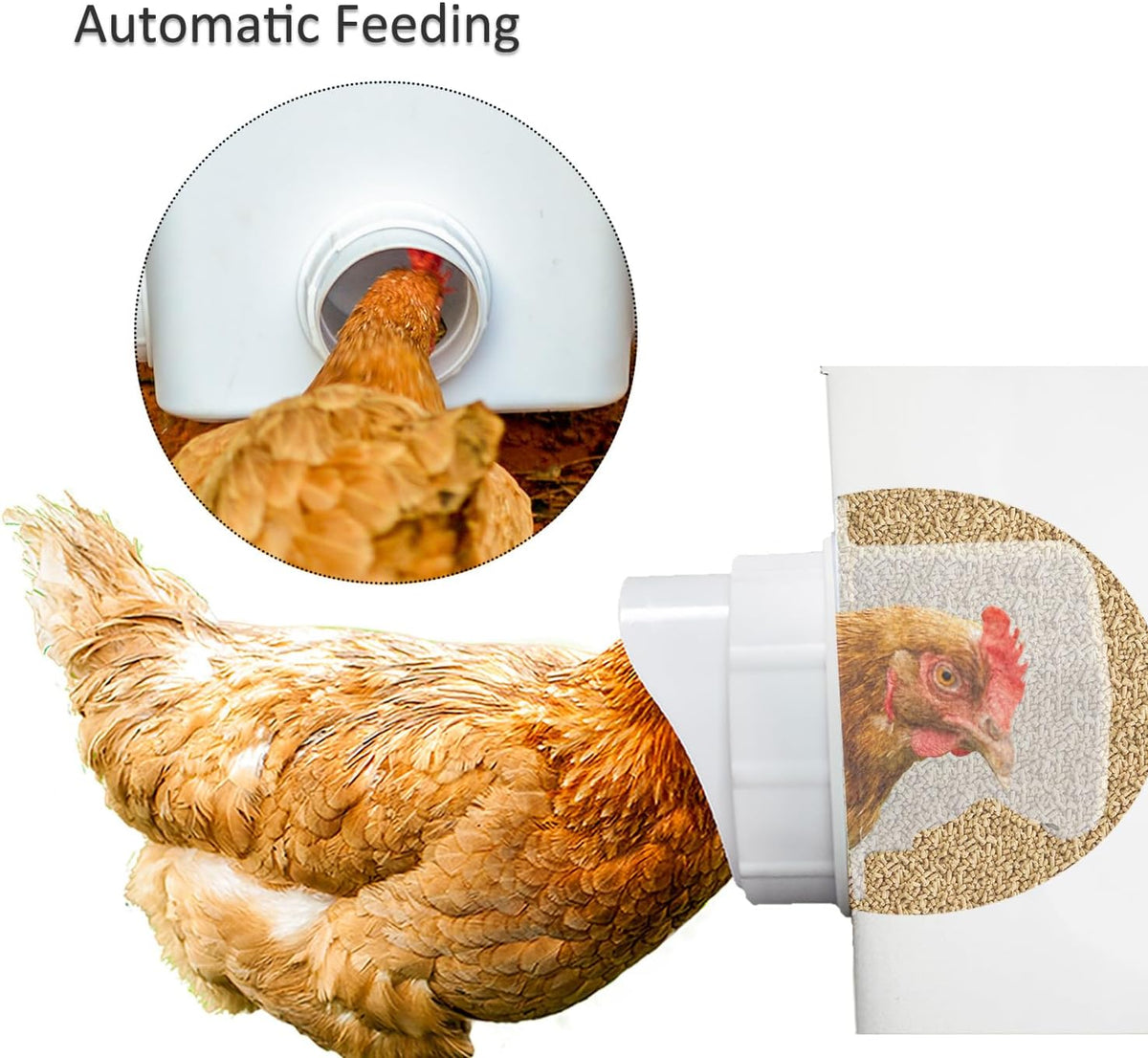 automatic chicken feeder set hanging chicken feeder no, close-up detail