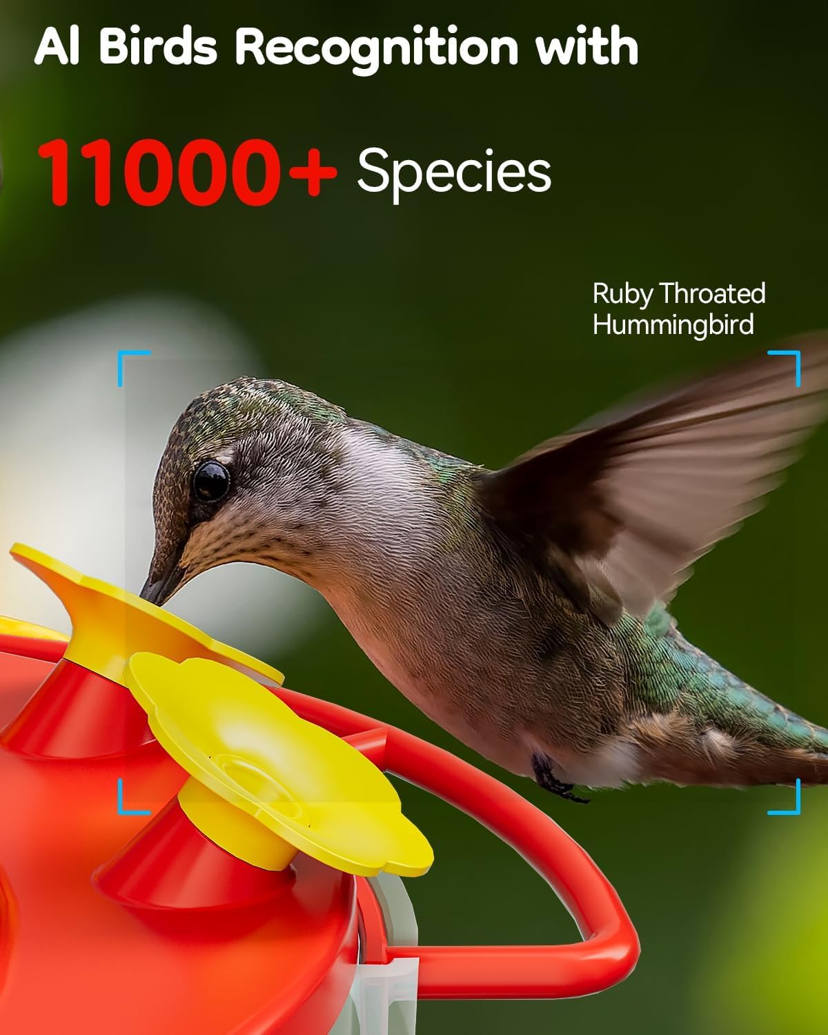 solar hummingbird feeder with camera for outdoors, 2k shown in use