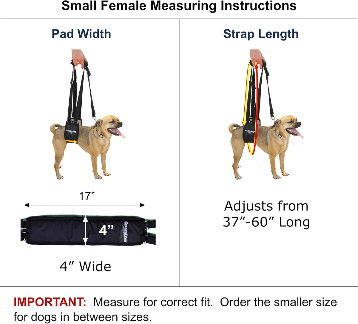 gingerlead® dog rear sling support harness, sm female shown in use