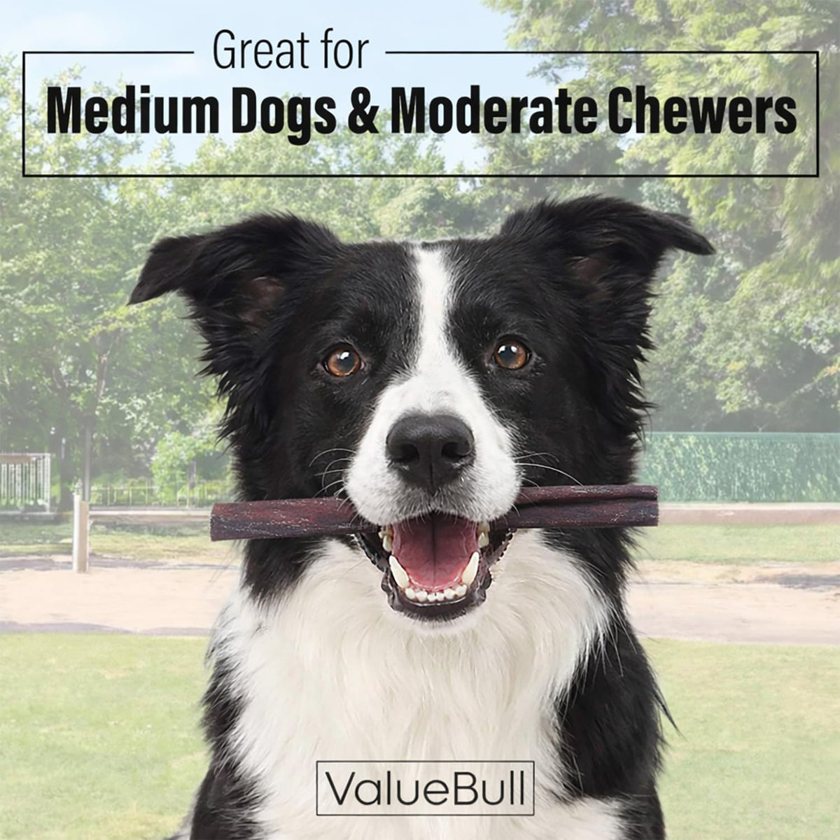 valuebull buffalo collagen sticks for dogs, 6 inch shown in use