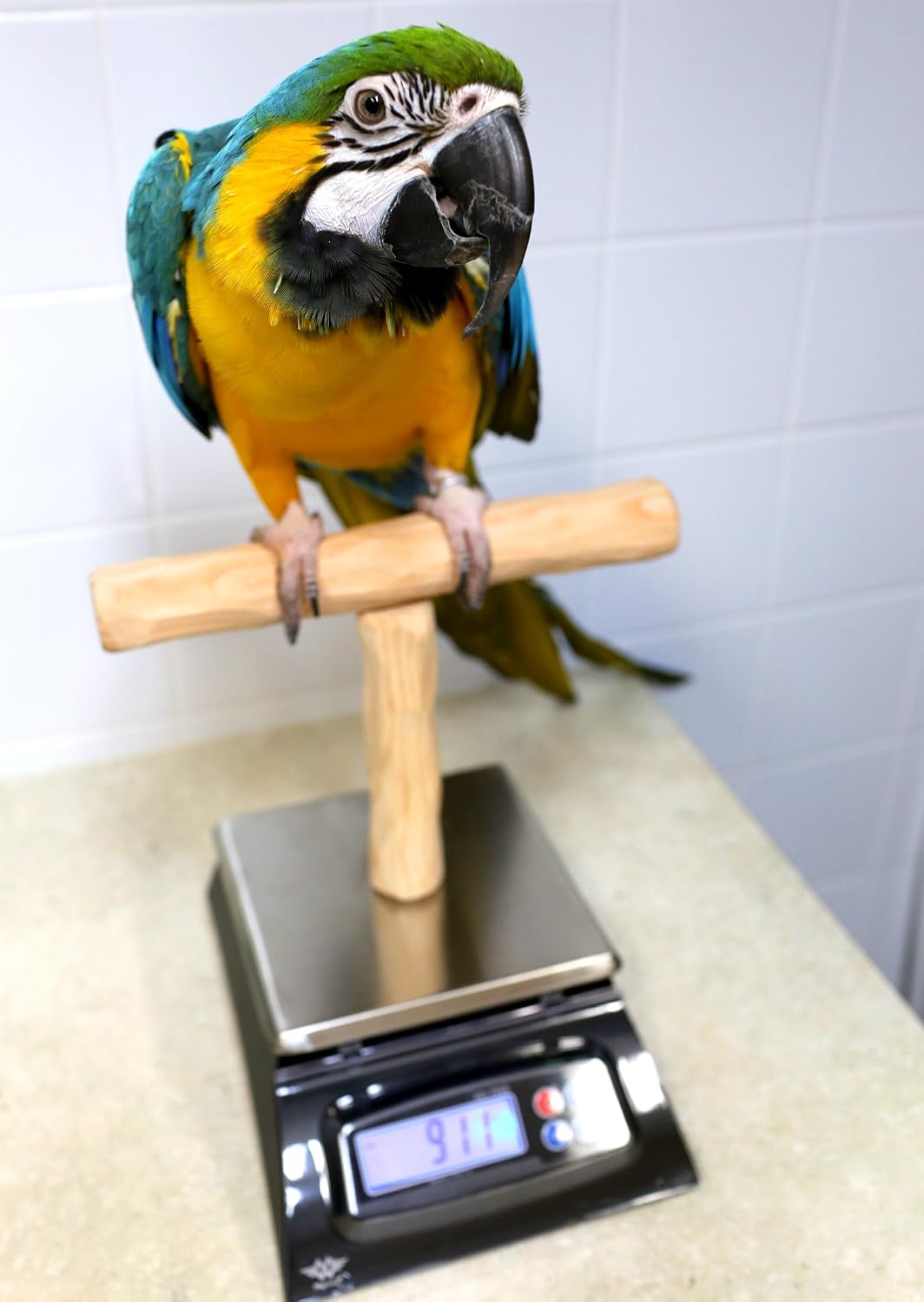 nu perch parrot training scale shown in use