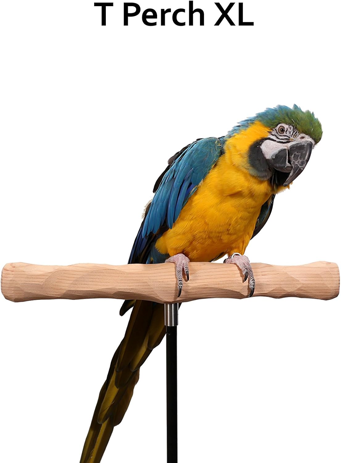 parrot training perch kit (t perch, xl) shown in use