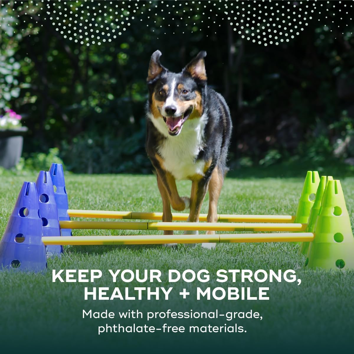 fitpaws® cavaletti set, dog agility, fitness, rehabilitation training shown in use