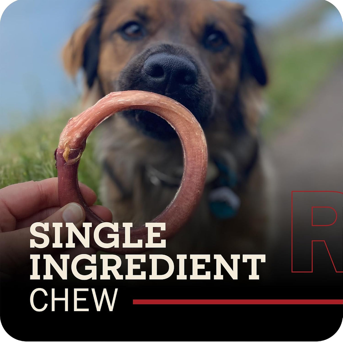 redbarn pet products 100% natural 4" bully stick shown in use