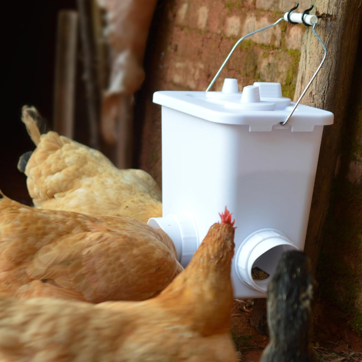 automatic chicken feeder and waterer set hanging chicken showing dimensions