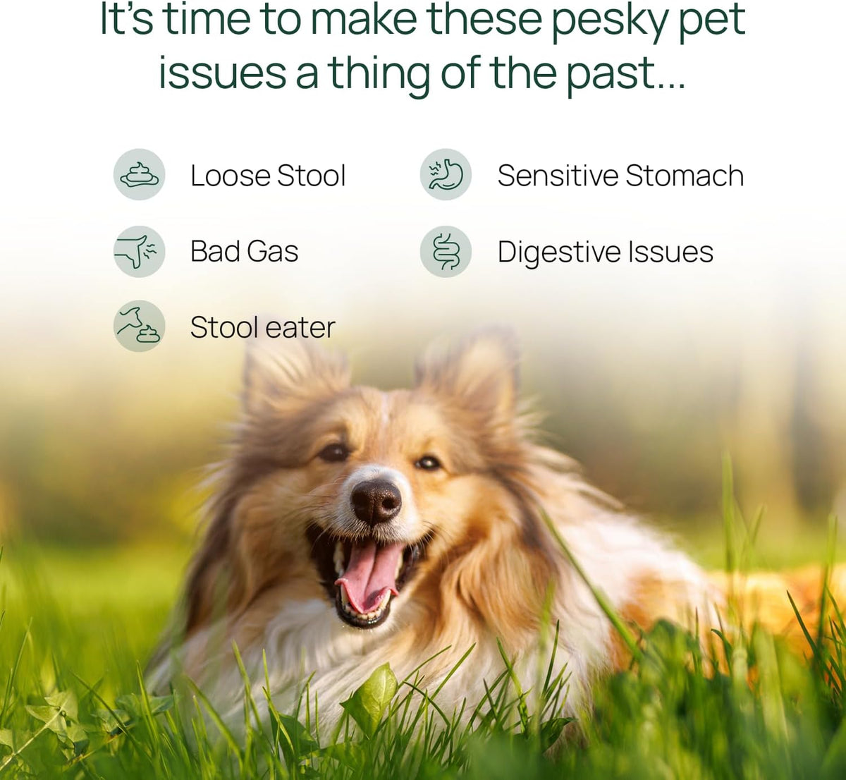 pawtree gastro pro plus® for dogs and cats, close-up detail