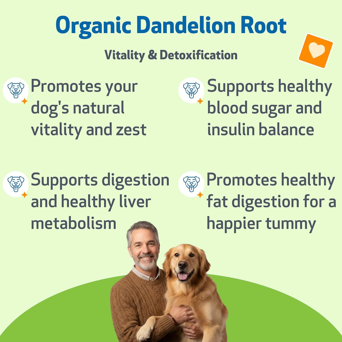 pet wellbeing dandelion root for dogs - liver shown in use