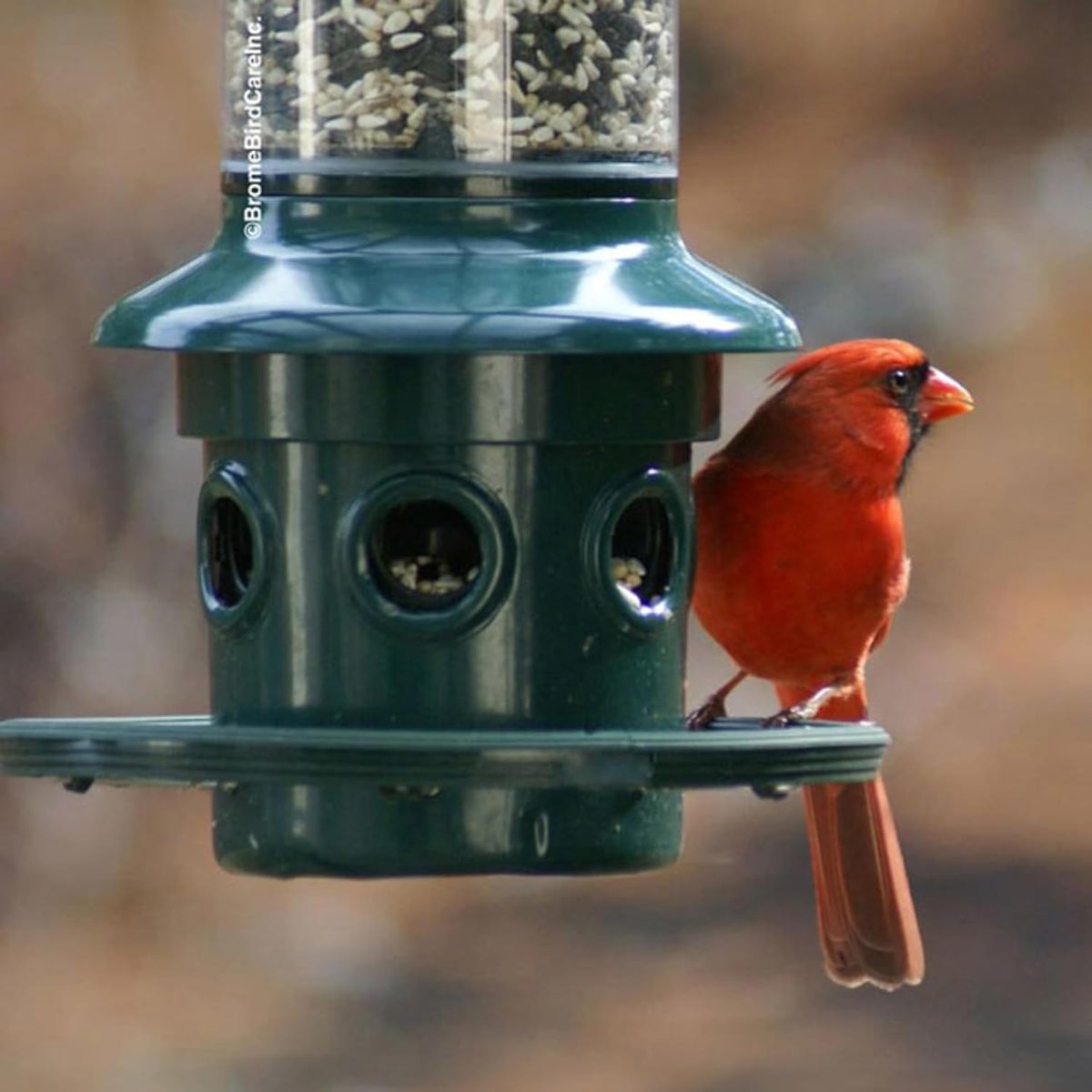 brome,squirrel buster plus 6"x6"x28" (w/hanger) wild bird feeder showing dimensions