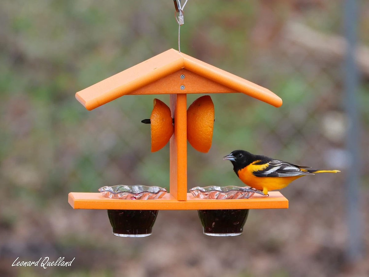 oriole bird feeder, double-cup jelly oriole feeder with, close-up detail