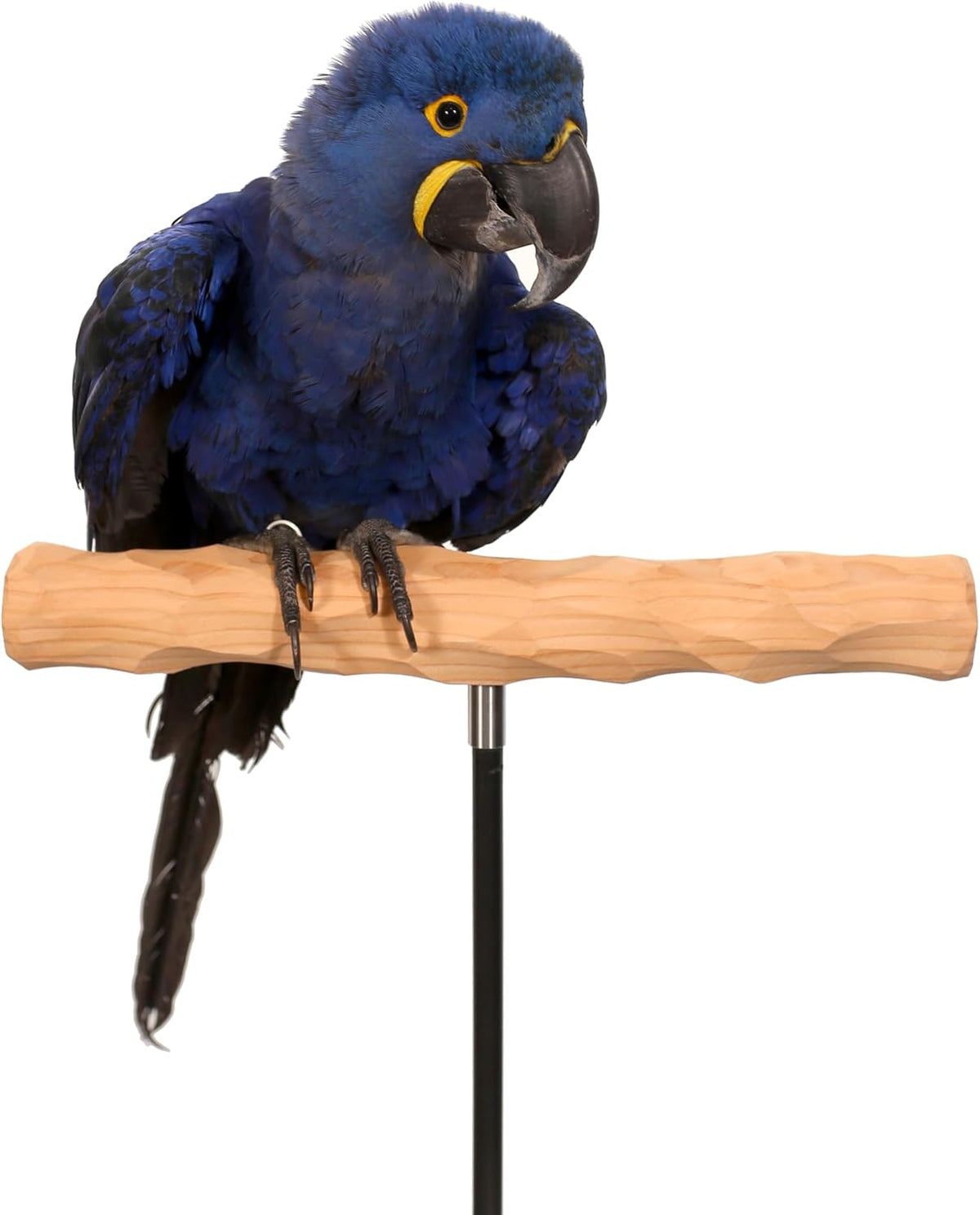 parrot training perch kit (t perch, xxl) shown in use