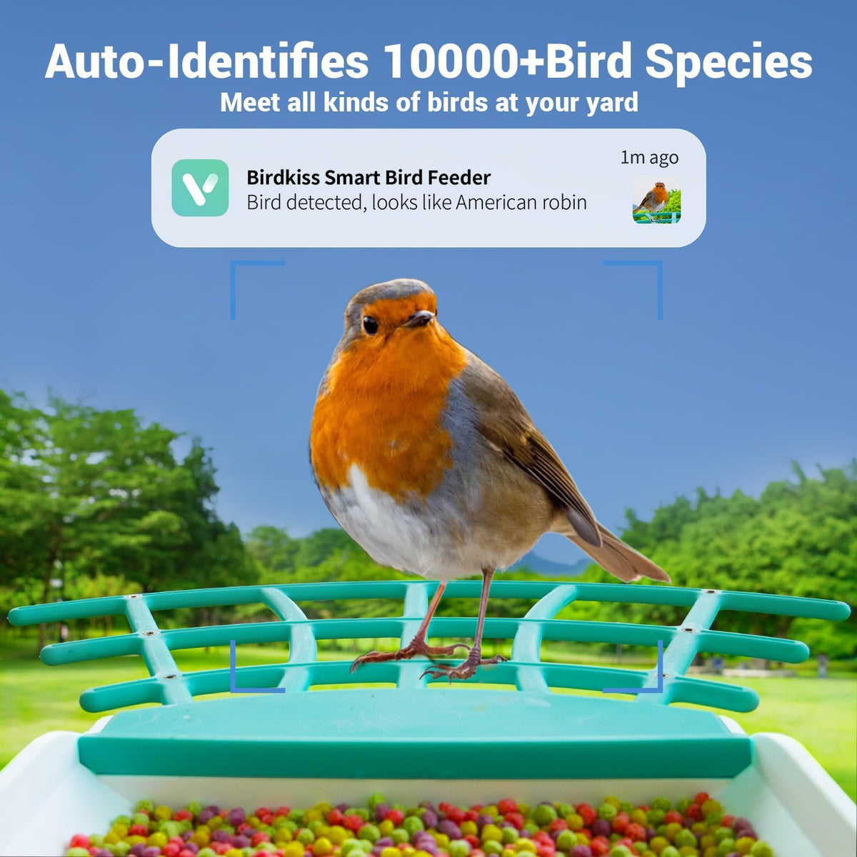 birdkiss smart bird feeder camera with solar panel, close-up detail