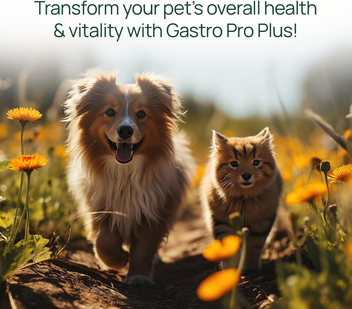 pawtree gastro pro plus® for dogs and cats, side view