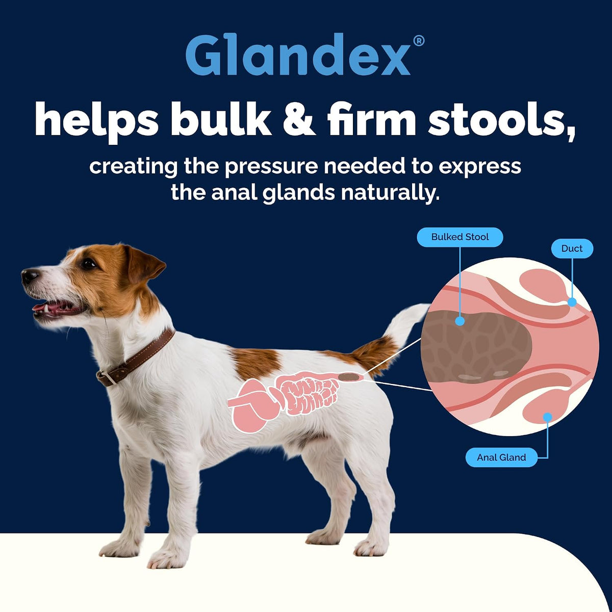 vetnique glandex for dogs anal gland chews 120ct showing dimensions