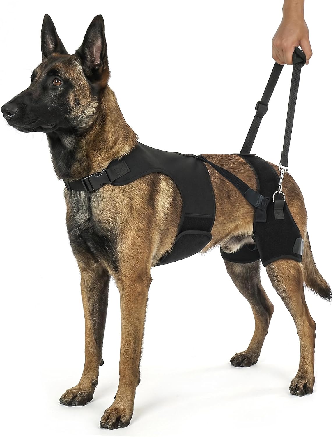 supet dog hip dysplasia brace with back lift, main product view