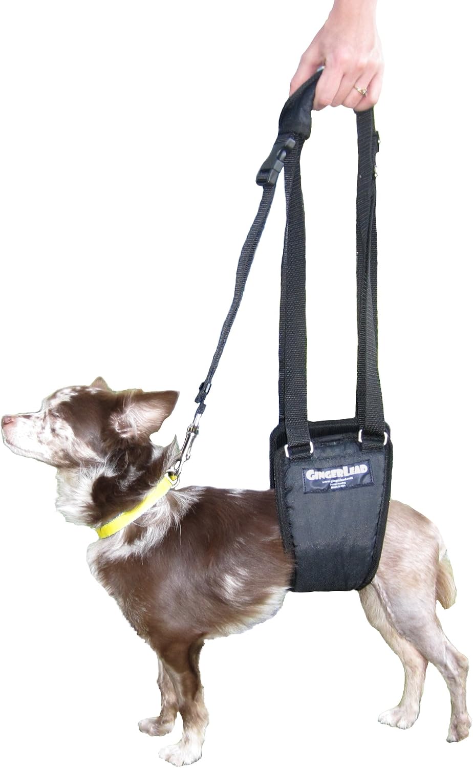 gingerlead® dog support sling rear leg harness, sm showing dimensions