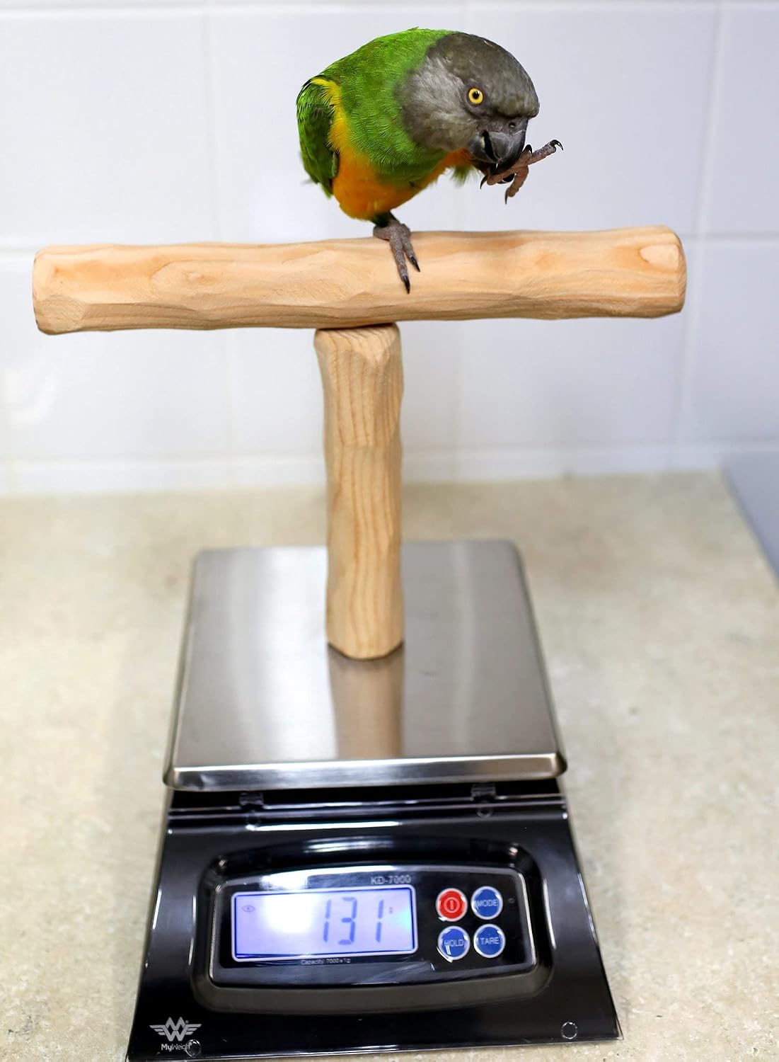 nu perch parrot training scale showing dimensions