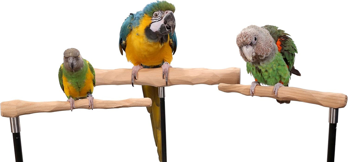 parrot training perch kit (t perch, xxl) showing dimensions