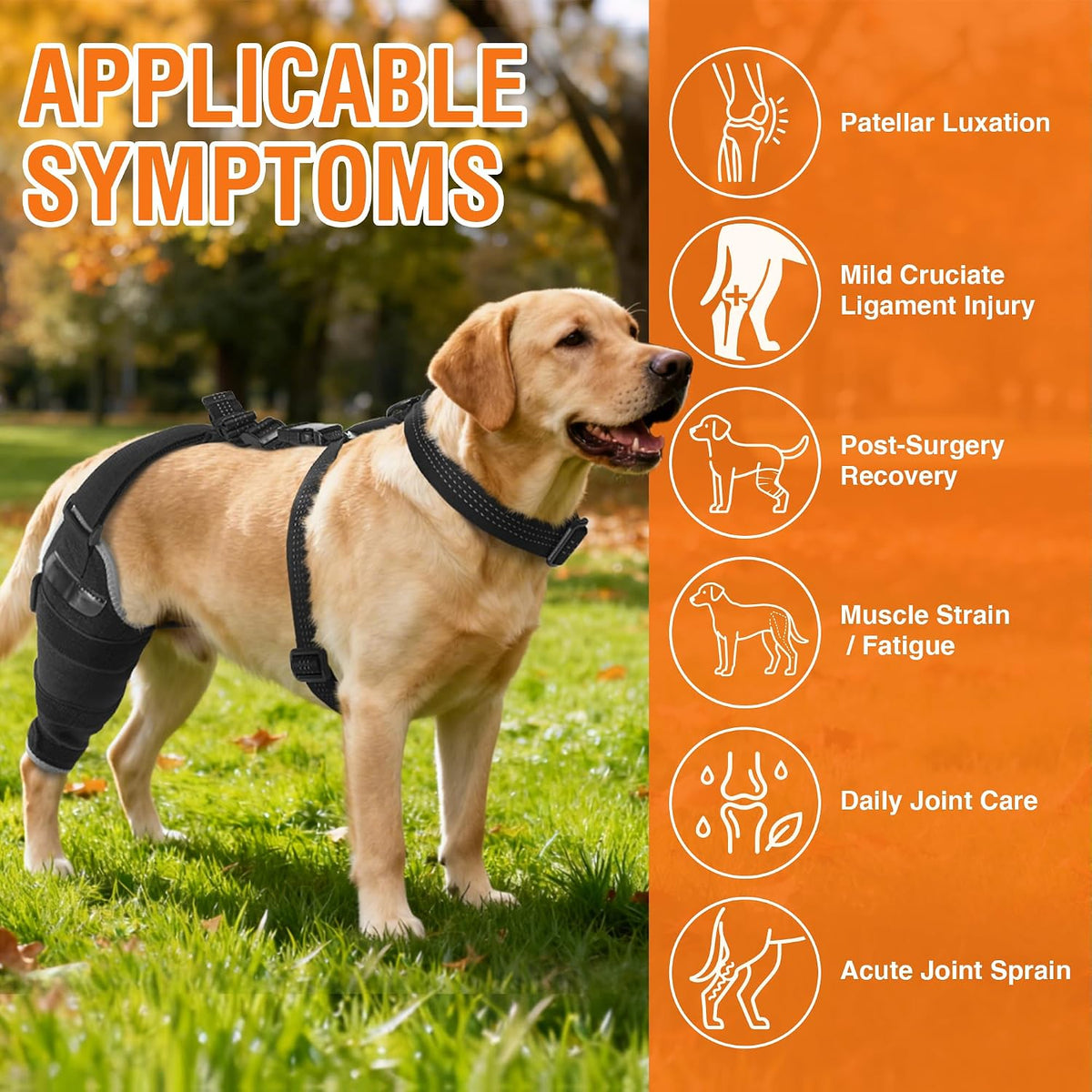 dog knee brace xl, hind leg support with shown in use
