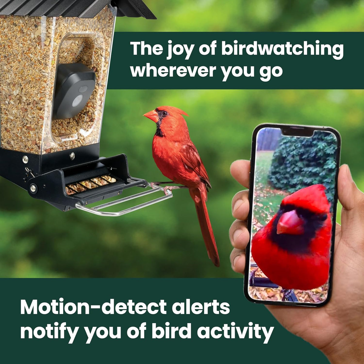perky-pet solar powered smart bird feeder with camera shown in use