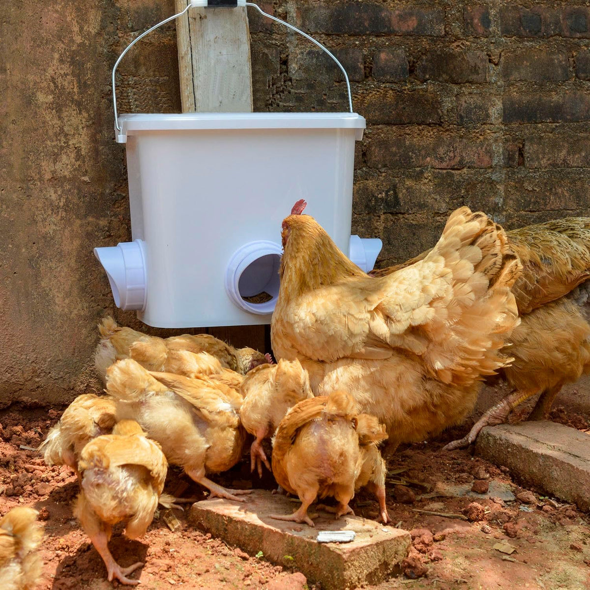 automatic chicken feeder set hanging chicken feeder no shown in use