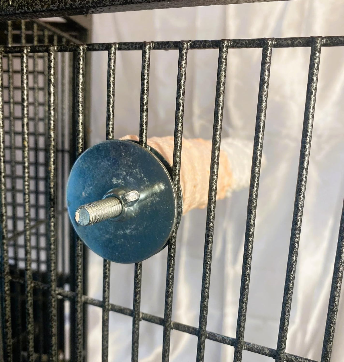 polly's edible cuttlebone calcium bird cage perch for showing dimensions