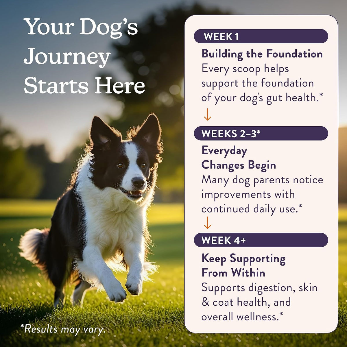 belly restore vet-formulated dog probiotics powder - premium showing dimensions