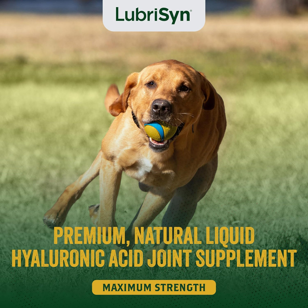 lubrisyn ha hip & joint supplement plus msm shown in use