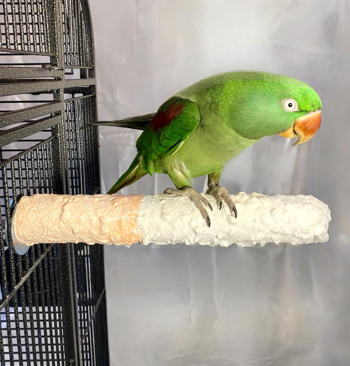 polly's edible cuttlebone calcium bird cage perch for shown in use