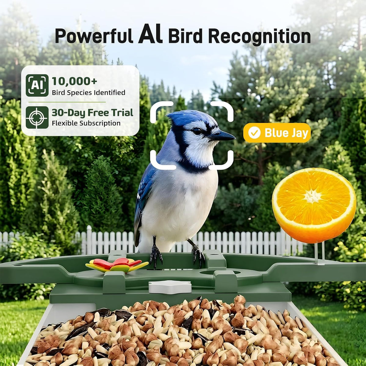 bird feeder with camera, 2k hd video bird, close-up detail