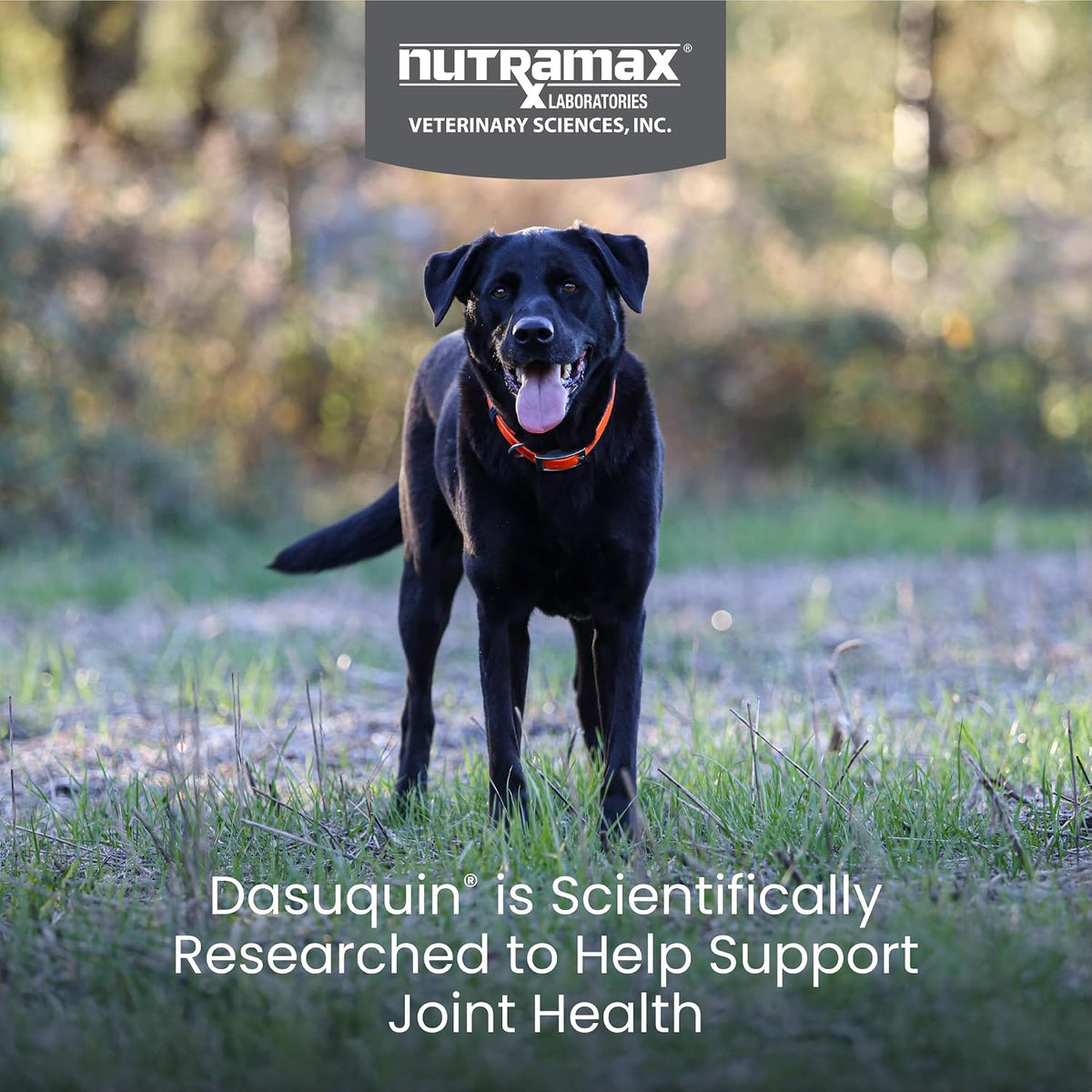 nutramax dasuquin for large dogs, joint health supplement shown in use