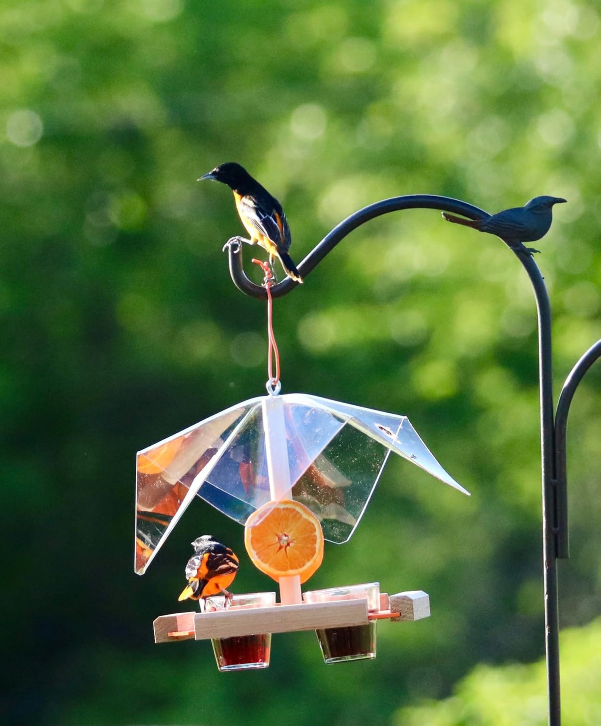 covered oriole buffet feeder, orange nectar jelly and, side view