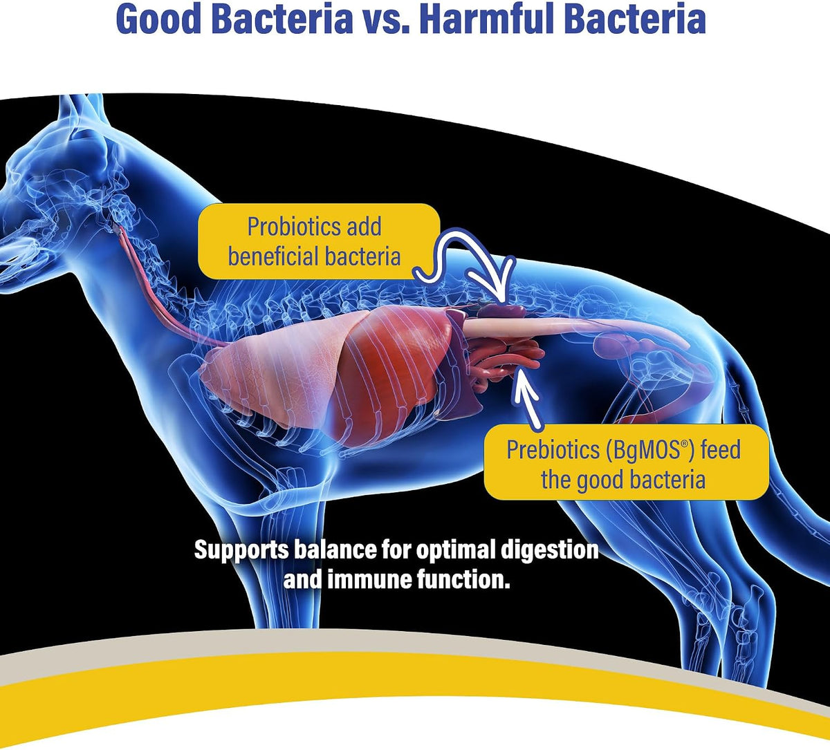 doc roy's gi synbiotics prebiotic & probiotic granules, close-up detail