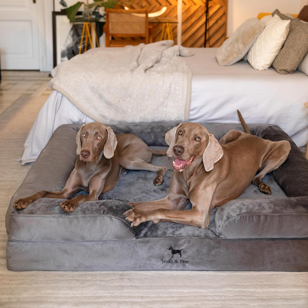 noah & paw xxl dog bed, orthopedic memory shown in use