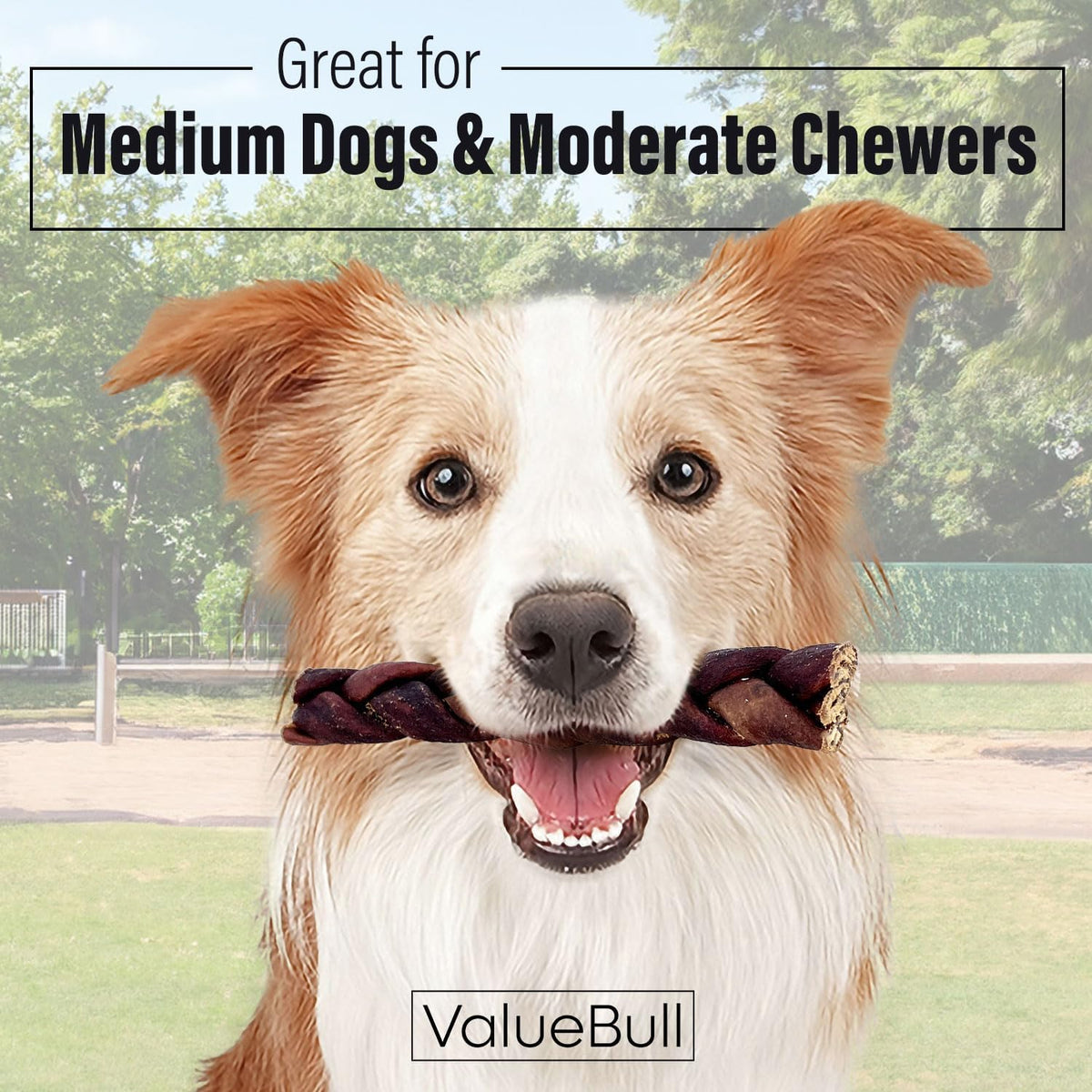 valuebull beef collagen braids for dogs, 6 inch shown in use
