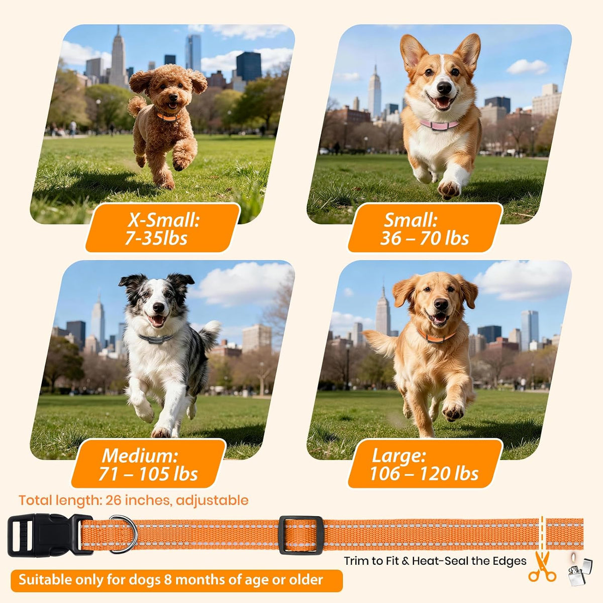 shock collar for small 3 dogs - dog shown in use