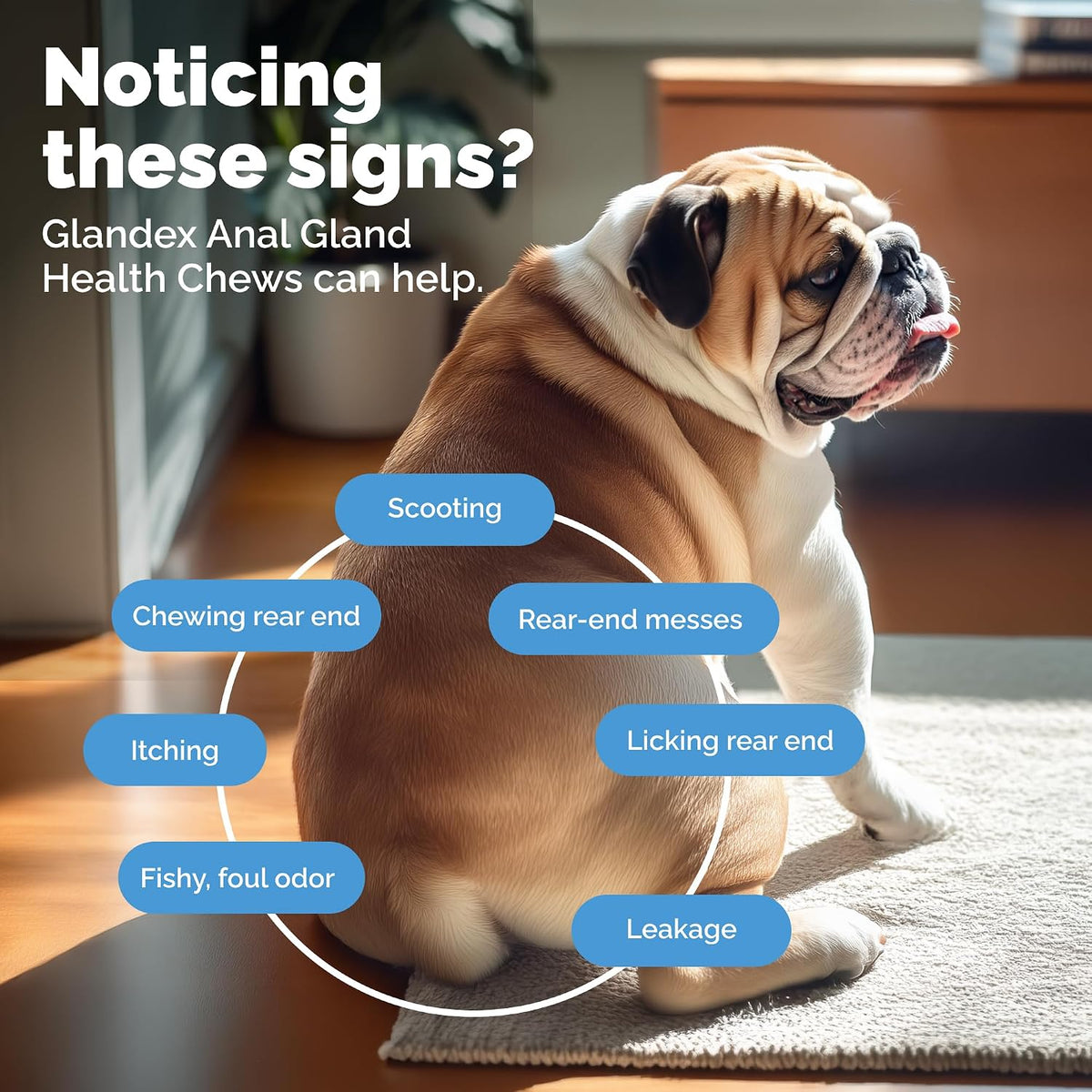 vetnique glandex for dogs advanced strength anal gland shown in use