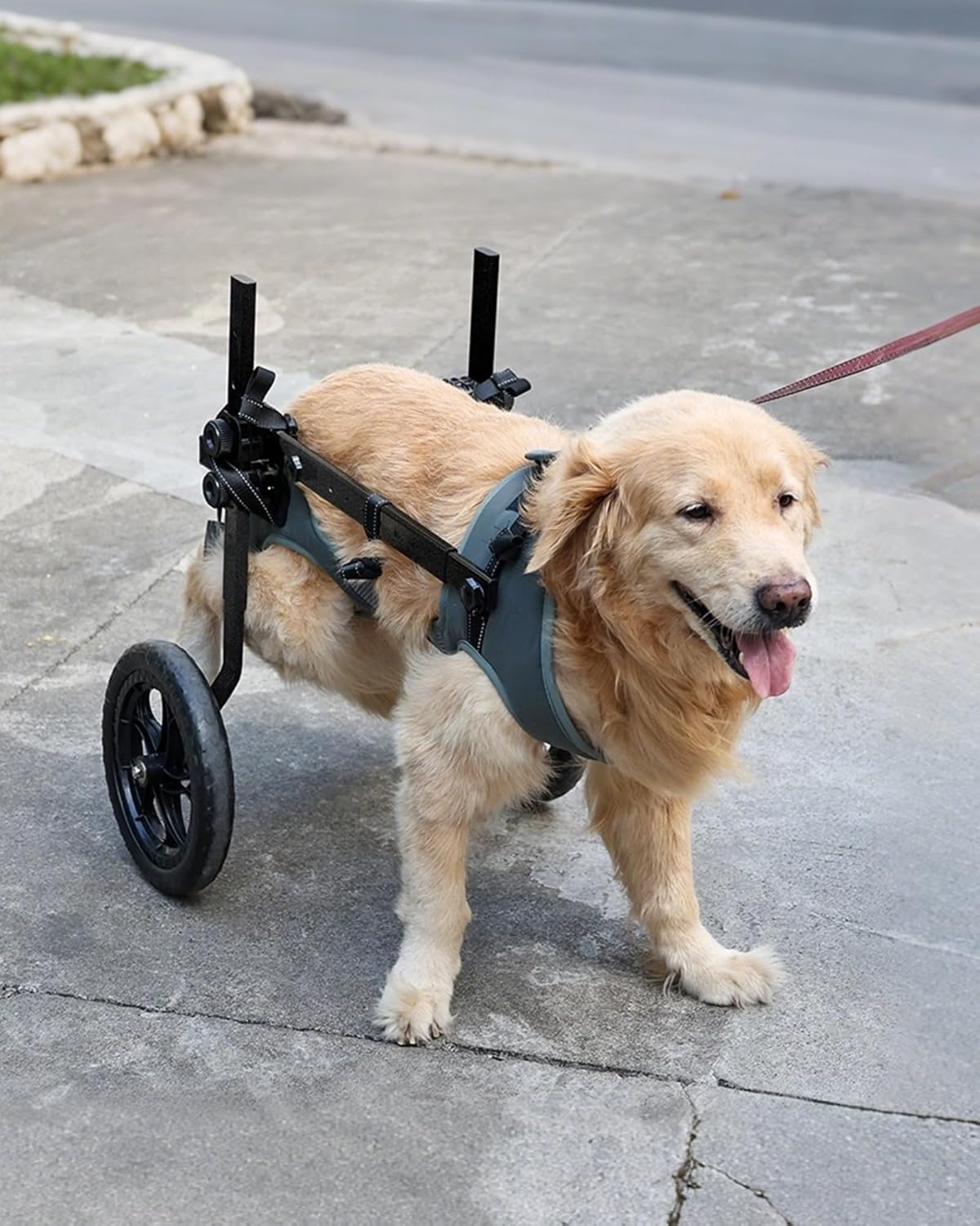 adjustable large dog wheelchair for back legs, upgraded, main product view
