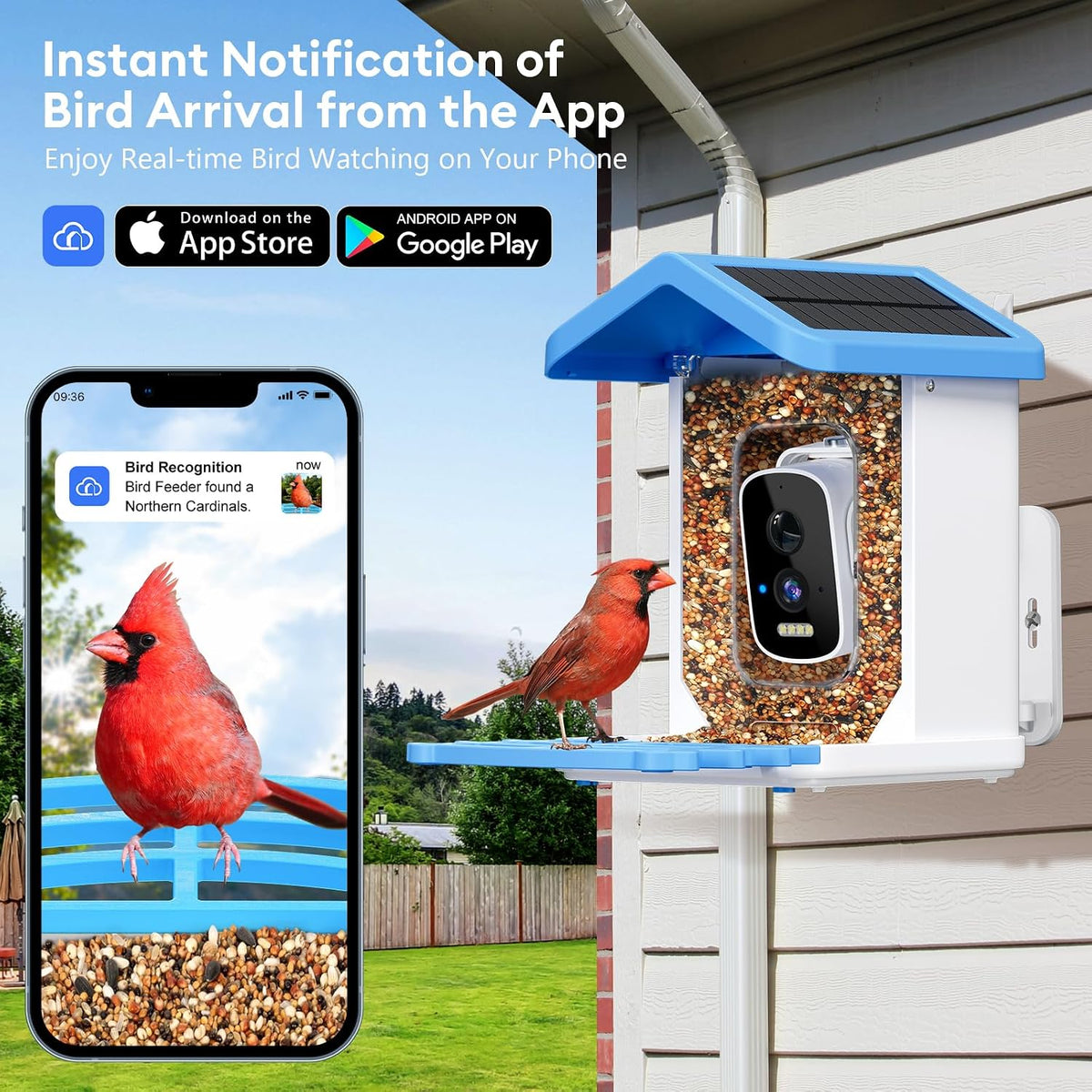 smart bird feeder with camera, ai bird species showing dimensions