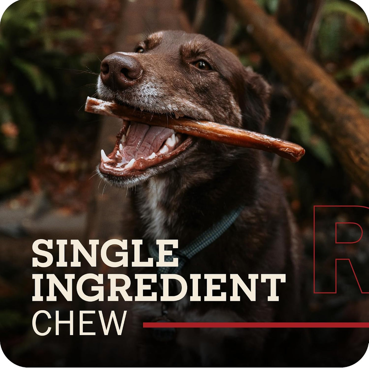 redbarn bully skin sticks 10-pack 100% natural single-ingredient shown in use