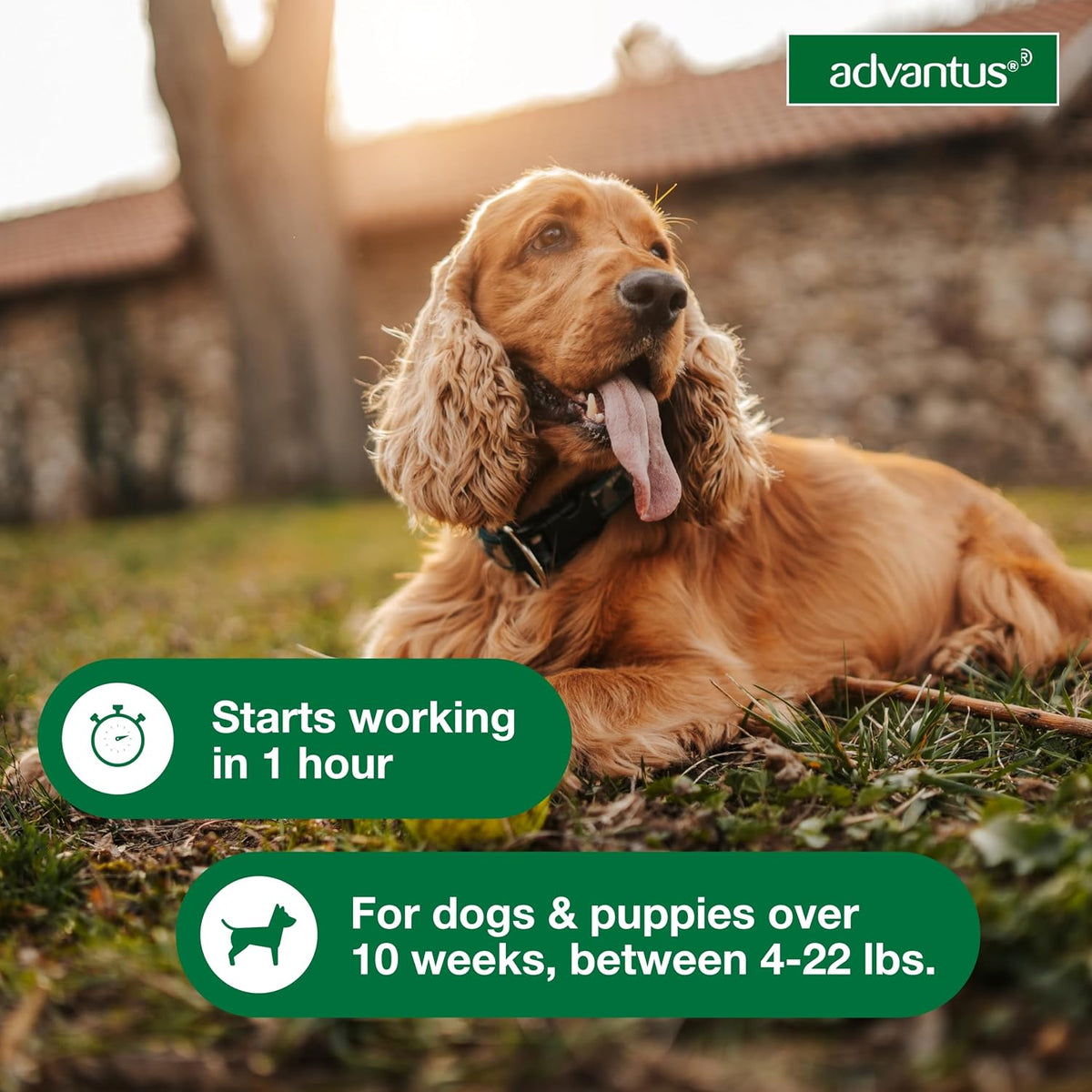 advantus dog fast acting oral flea treatment soft showing dimensions