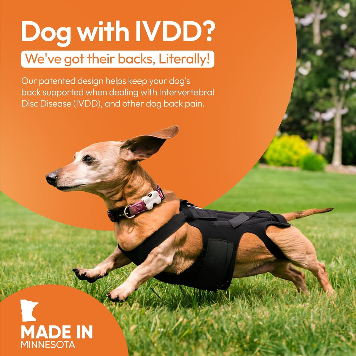 dog back brace for ivdd - orthopedic support, side view