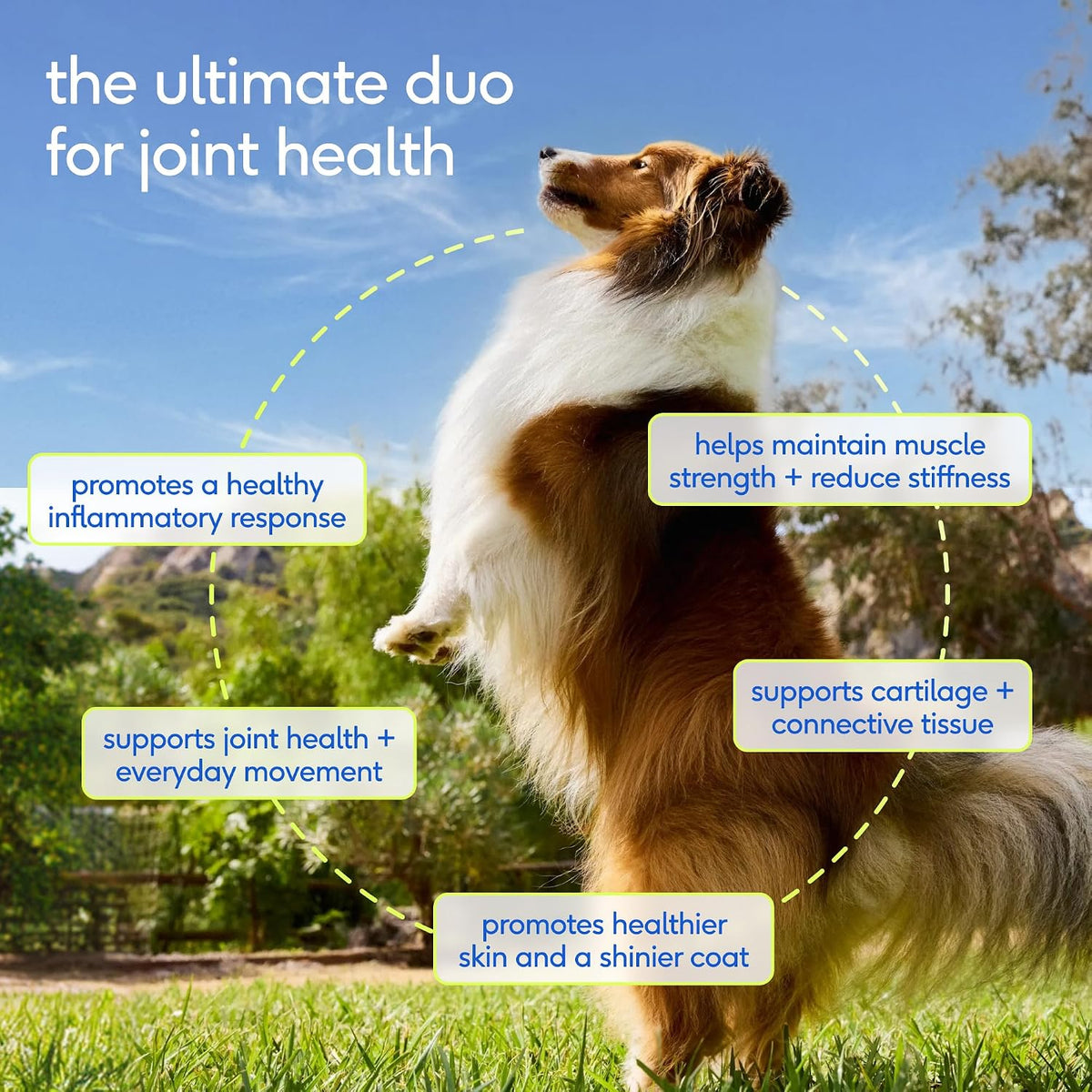 native pet omega 3 fish oil for dogs shown in use