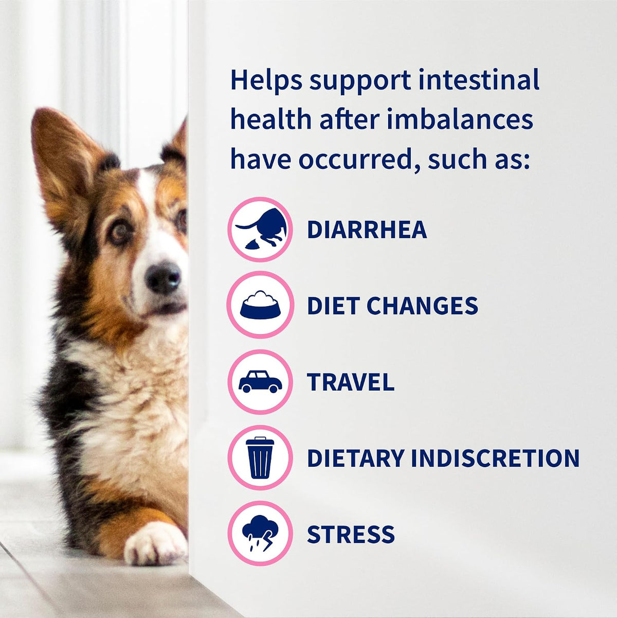 nutramax proviable probiotics for dogs, daily digestive health showing dimensions