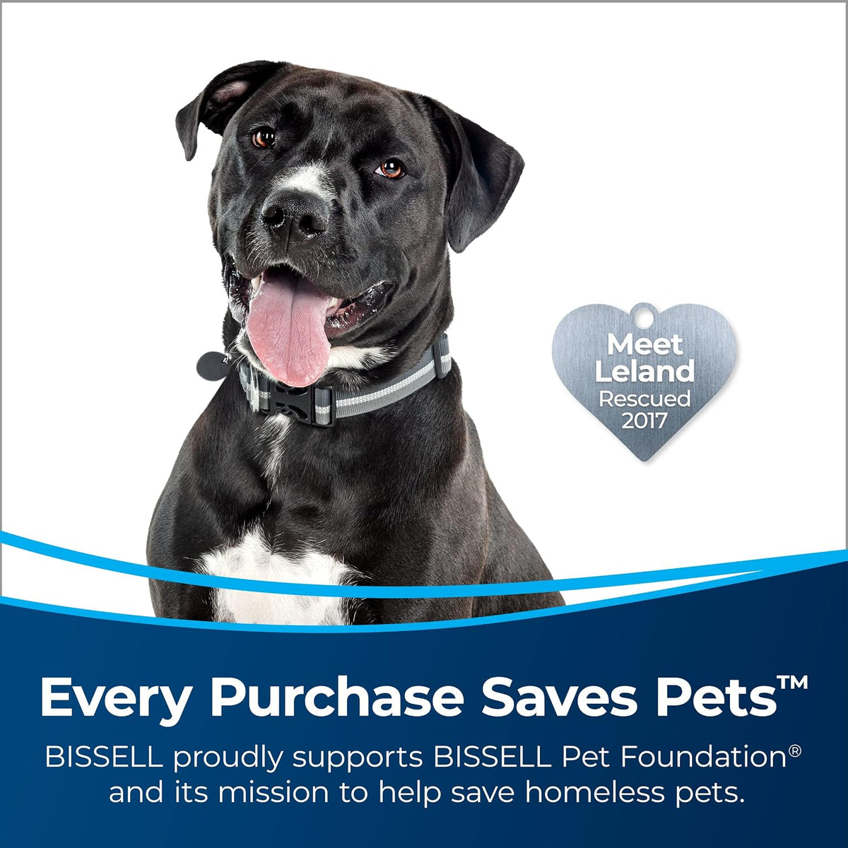bissell multiclean allergen lift-off pet vacuum, hepa, tangle-free shown in use