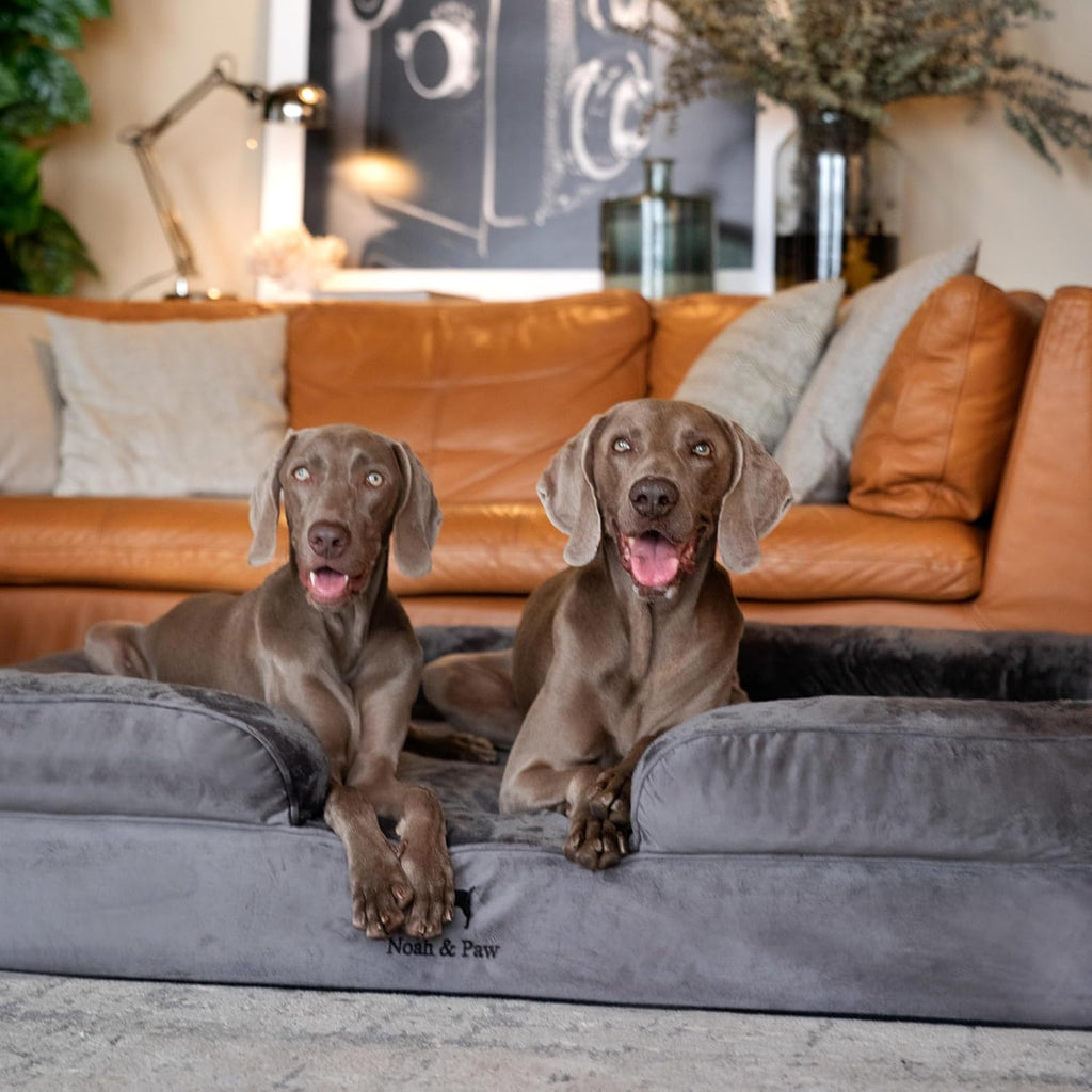 noah & paw xxl dog bed, orthopedic memory, package contents