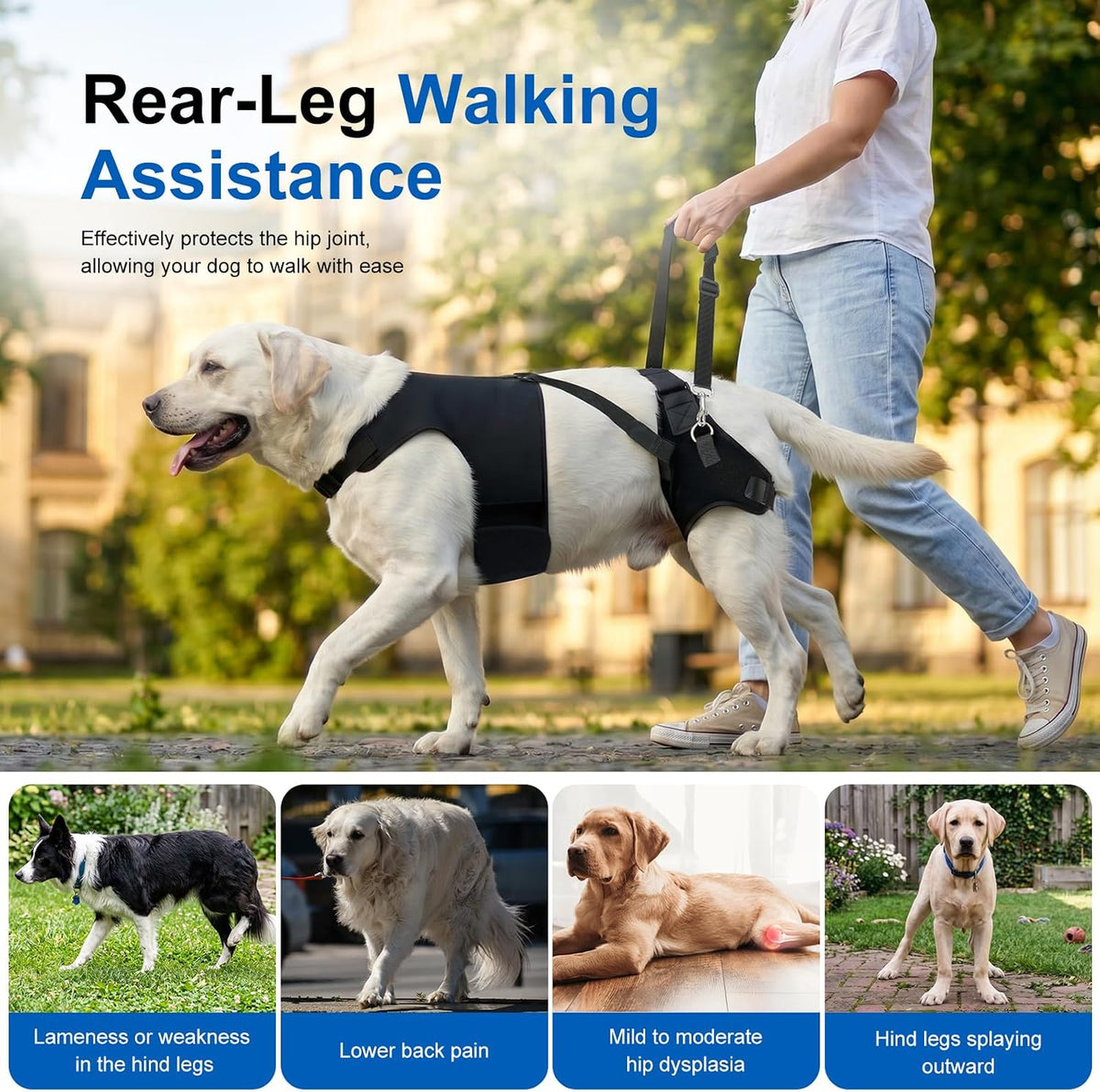 supet dog hip dysplasia brace with back lift showing dimensions